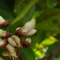 Pongamia pinnata (L.) Pierre